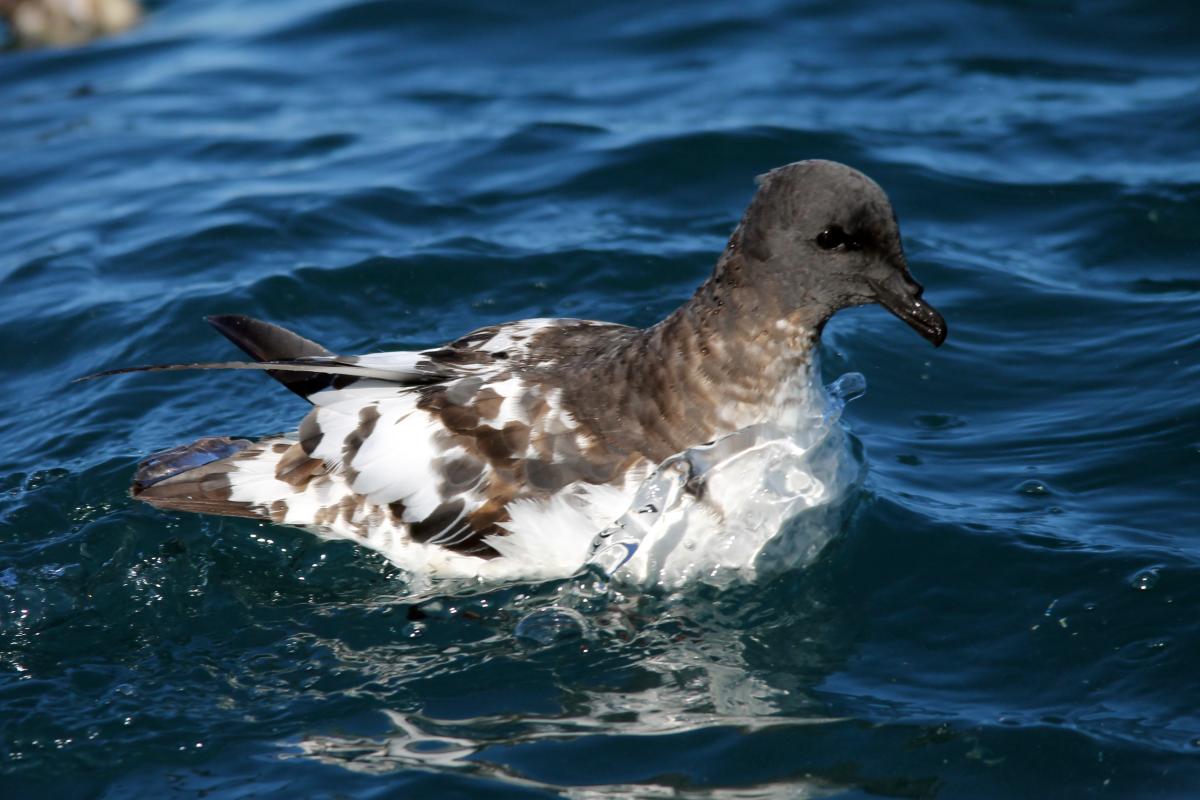 Cape Petrel (Daption capense)